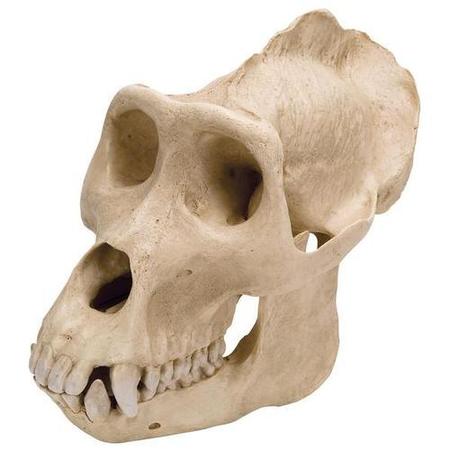 3B SCIENTIFIC Gorilla Skull, m., Replica 1001301